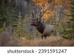 Bull elk in autumn in Jasper National Park, Canada 