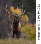 Bull elk in autumn in Jasper National Park, Canada 