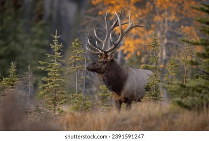 Bull elk in autumn in Jasper National Park, Canada 