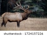 Bull Elk in Banff Canada 