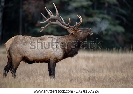 Bull Elk in Banff Canada 