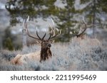 Bull elk, Black tail Deer Plateau