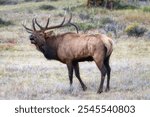 Bull elk bugles during the rut in Colorado at Rocky Mountain National Park.