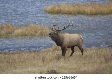 Bull Elk Bugling