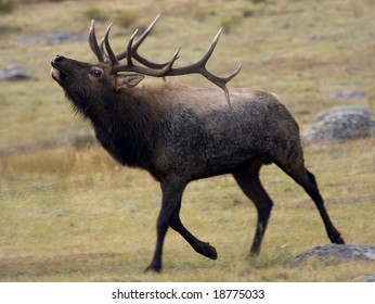 A Bull Elk Bugling.