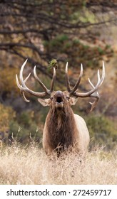 Bull Elk Bugling