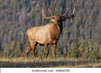 Bull Elk Bugling