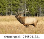 Bull elk bugling (Cervus canadensis), Wyoming, USA