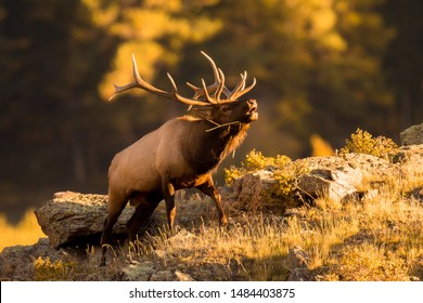Bull elk bugling for mate in September.