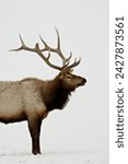 Bull elk (cervus canadensis) in snow, yellowstone national park, wyoming, united states of america, north america