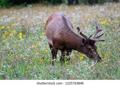 Bull Elk In Cherokee NC