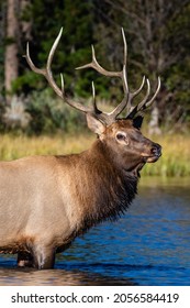 Bull elk up close standing in water