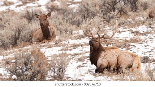 A Bull Elk And A Cow Elk Laying In The Snow