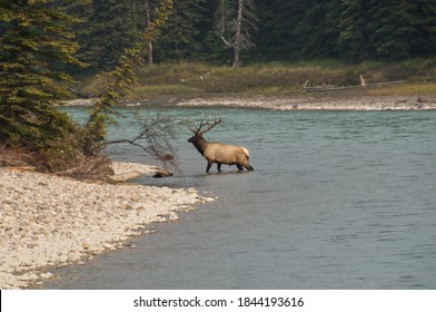 A Bull Elk Crossing Athabasca River
