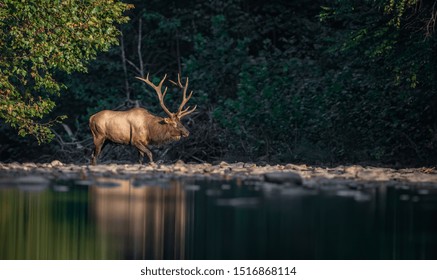 Elk Crossing High Res Stock Images Shutterstock