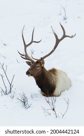 Bull Elk, Deep Snow. Nature, Fauna