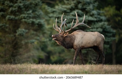 Bull Elk During the Rut in Autumn