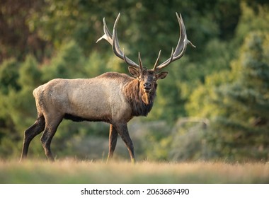 Bull Elk During the Rut in Autumn