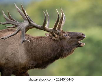 A Bull Elk During the Rut Season 