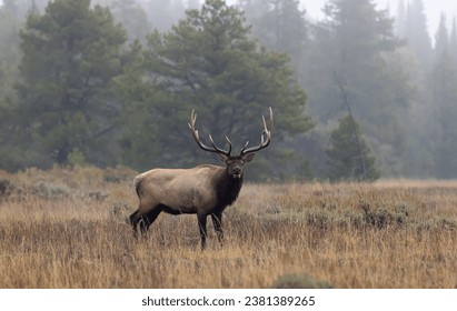 Bull Elk During the Rut in Wyoming in Autumn