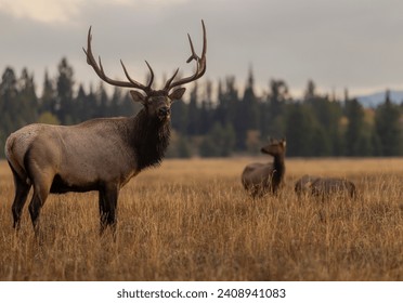 Bull Elk During the Rut in Wyoming Autumn