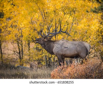 Bull Elk In Fall