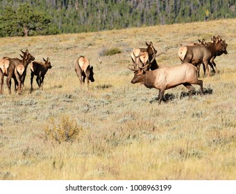 Bull Elk In The Fall During The Mating Season  