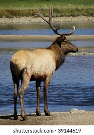 Bull Elk In Fall In  Estes Park, Colorado