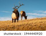 A Bull Elk with a female on the background standing on Rocky mountain, Colorado during mating season.