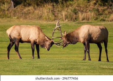 Bull Elk Fight For Dominance In The Rut