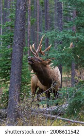 Bull Elk, Flehmen Response USA