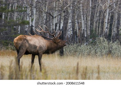 Bull Elk Flehmen Response USA