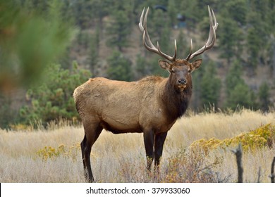 Bull Elk - Full body front view of a strong mature bull elk in Rocky Mountain National Park.