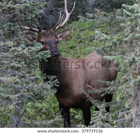 Similar – Rocky Mountain Elk, Banff National Park, Canada