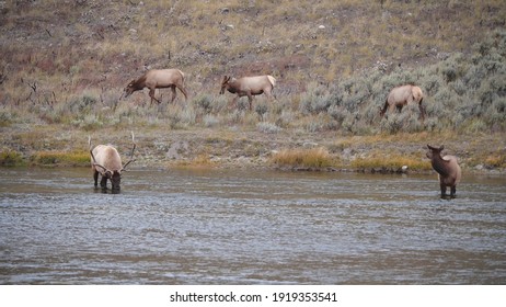 bull elk and herd of cows at the madison river in yellowstone national park in wyoming