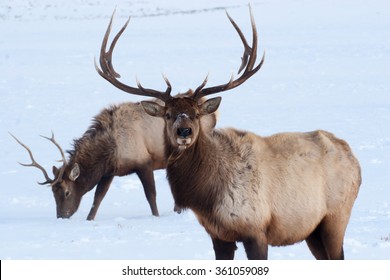 Bull Elk With Horns In The Winter Snow