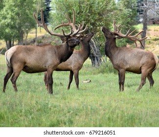 largest elk antlers