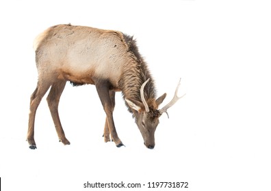 Bull Elk Isolated Against A White Background Standing In The Winter Snow In Canada