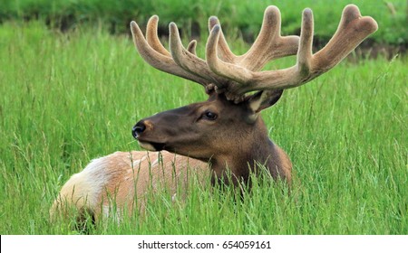 bull elk laying in a fieldelk with velvet on antlerselk in a meadow - Powered by Shutterstock