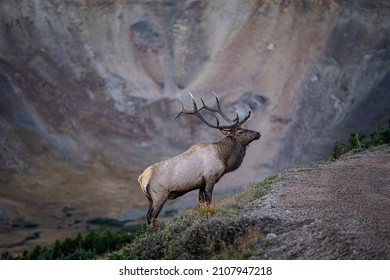 Bull elk in majestic mountains