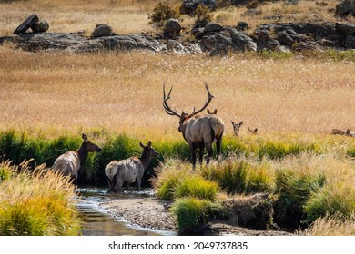 Bull elk in Moraine Park Colorado in the meadow