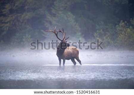 Bull Elk pauses in a stream on a misty morning.