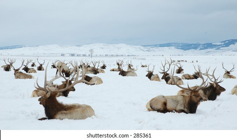 bull elk, elk refuge, jackson, wyoming, 2005