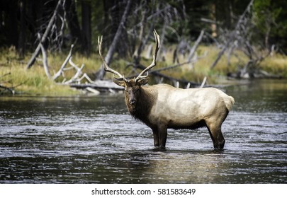 Bull Elk In River