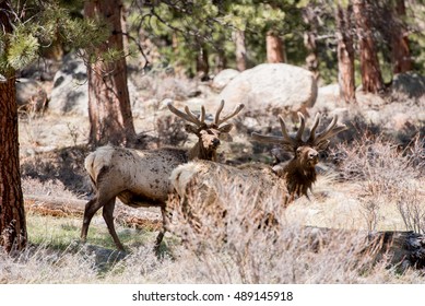 Bull Elk Rocky Mountain National Park Stock Photo 489145918 | Shutterstock