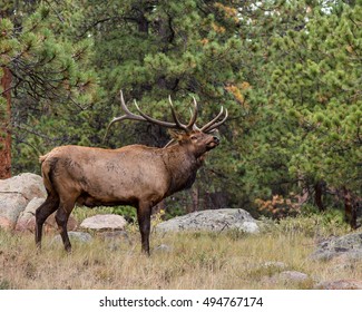 Bull Elk In Rocky Mountain National Park, Near Estes Park, Colorado.