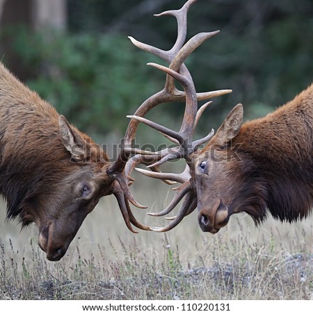 Bull Elk (Roosevelt subspecies) fighting during the September breeding season; Redwood National and State Parks, California coast, highway 101; Pacific Northwest wildlife / nature / outdoors / parks