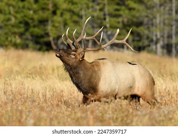 Bull elk in rut, Wyoming - Shutterstock ID 2247359717