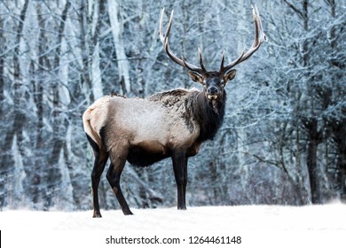 Bull Elk In The Snow