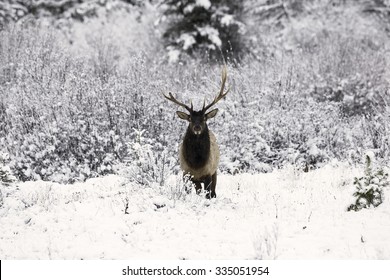 Bull Elk In Snow